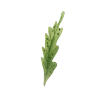 feuille verte aquarelle png