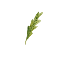 feuille verte aquarelle png