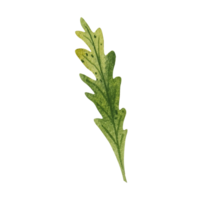 Watercolor green leaf png