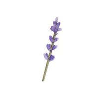 Aquarellkraut von Lavendel png