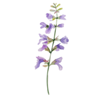 Watercolor herb of sage png