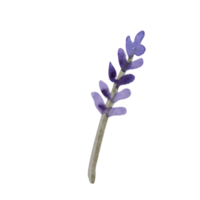 acquerello erba di lavanda png