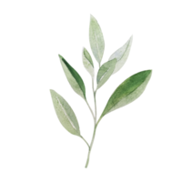Watercolor herb of sage png