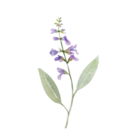 Watercolor herb of sage png