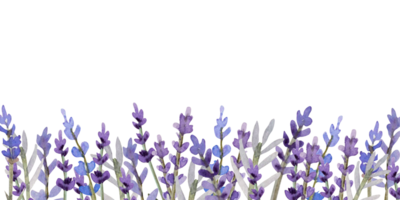 acquerello fiori e erbe aromatiche telaio png