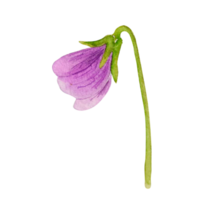 flor de primavera acuarela png