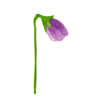 Watercolor spring flower png