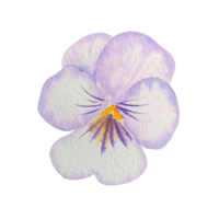 fleur de printemps aquarelle png