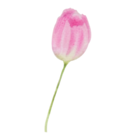 aquarelle printemps jardin tulipe rose png