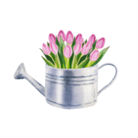 Watercolor spring pink tulips flowers png