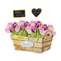 fleurs de tulipes roses printemps aquarelle png