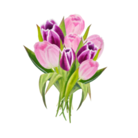flores de tulipas cor de rosa de primavera em aquarela png