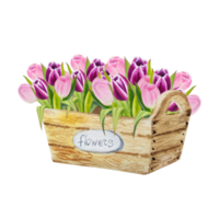 Watercolor spring pink tulips flowers png