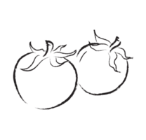tomato hand drawing illustration png
