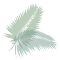 Palm leaves on transparent background png