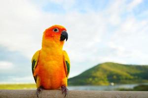 Sun conure parrot or bird Beautiful is aratinga has yellow on Branch out background Blur mountains and sky, Aratinga solstitialis exotic pet adorable, photo