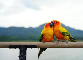 Sun conure beautiful parrot or parakeet couple Aratinga solstitialis exotic pet adorable photo