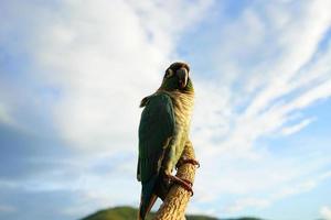 Green cheek conure on blue sky, the small parrot of the genus Pyrrhura, has a sharp beak. photo