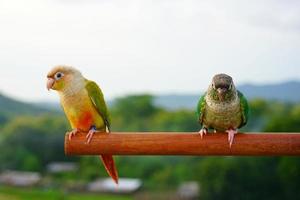 Green cheek conure couple Cinnamon and Turquoise Yellow-sided color on the sky mountain background, the small parrot of the genus Pyrrhura, has a sharp beak. photo