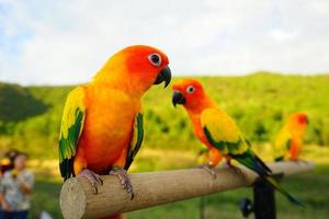 hermoso sol conure loro aratinga solstitialis mascota exótica adorable, nativo de amazon de pie en una percha de madera foto