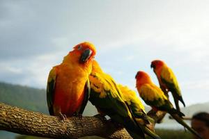Five beautiful sun conure parrot Aratinga solstitialis photo