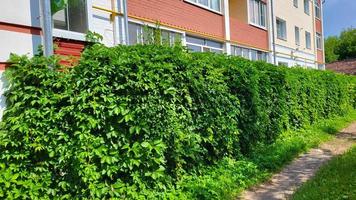 A live green hedge of maiden grapes in summer near the house photo