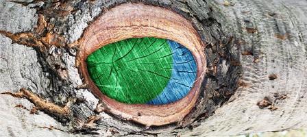 A cut of a tree branch, similar to an eye. Old wooden surface, texture for the background. Bark texture, tree trunk in the forest photo