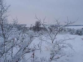 Winter landscape, tree branches and bushes covered in snow. Frosty scene in the park or in the woods. photo