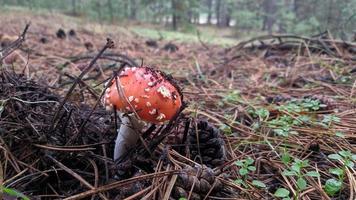primer plano del hongo de la mosca roja brillante y brillante, un hongo muy venenoso. crece en los bosques de ucrania. foto