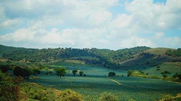 campo de agave, recien sembrado, campos. cielo nublado y azul. árboles alrededor del campo foto