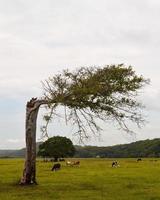 árbol golpeado por un rayo, crecimiento del árbol horizontalmente foto