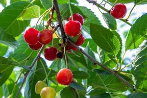 Photography on theme beautiful fruit branch cherry tree photo