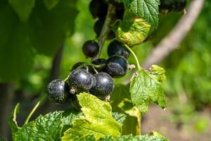 Beautiful berry branch black currant bush with natural leaves photo