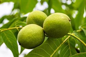 Photography on theme beautiful nut branch walnut tree photo