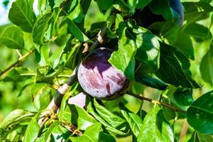 Photography on theme beautiful fruit branch plum tree photo