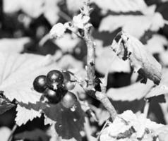 Photography on theme beautiful bush berry black currant photo