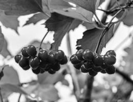 fotografía sobre el tema hermoso viburnum de bayas agrias foto