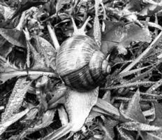 Big garden snail in shell crawling on wet road hurry home photo