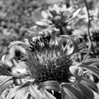 abeja alada vuela lentamente a la planta, recolecta néctar para miel foto