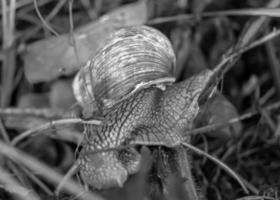 Big garden snail in shell crawling on wet road hurry home photo