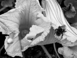 Winged bee slowly flies to the plant, collect nectar for honey photo