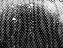 Abstract hexagon structure is honeycomb from bee hive photo