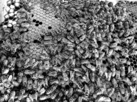 La estructura hexagonal abstracta es un panal de abejas de la colmena. foto