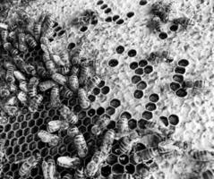 La estructura hexagonal abstracta es un panal de abejas de la colmena. foto