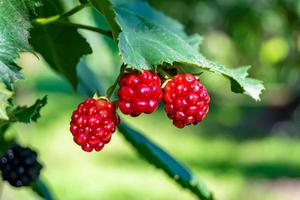 Photography on theme beautiful berry branch blackberry bush photo