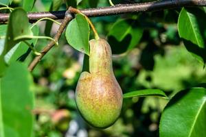 fotografía sobre el tema hermosa fruta rama peral foto