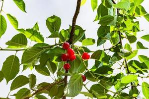 Photography on theme beautiful fruit branch cherry tree photo