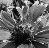 Winged bee slowly flies to the plant, collect nectar for honey photo