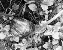 Caracol de jardín grande con concha arrastrándose por la carretera mojada date prisa en casa foto