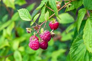 Photography on theme beautiful berry branch raspberry bush photo